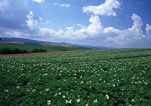 鹿児島で家族葬を行うのであれば